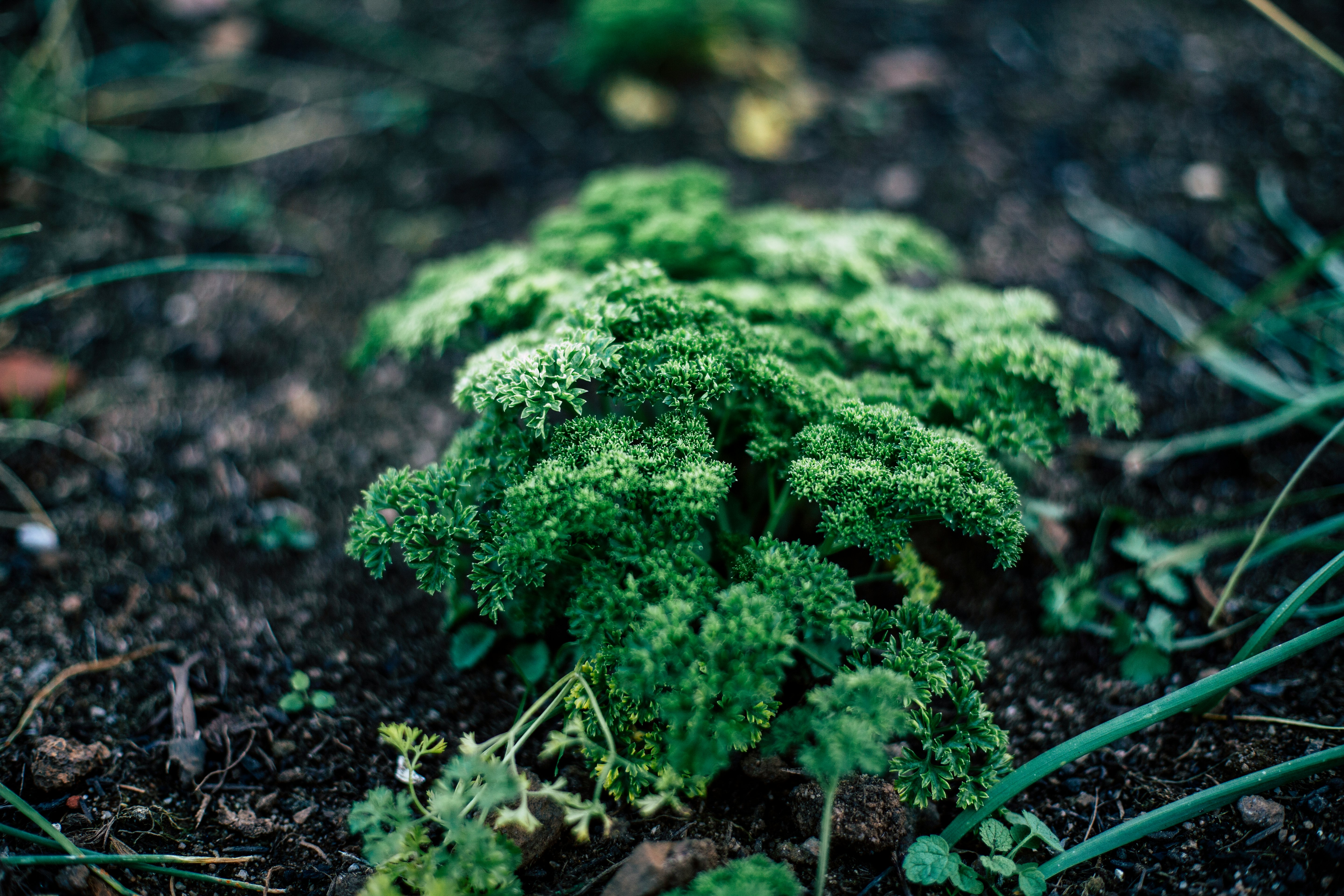 close-up photo of green leaf plants